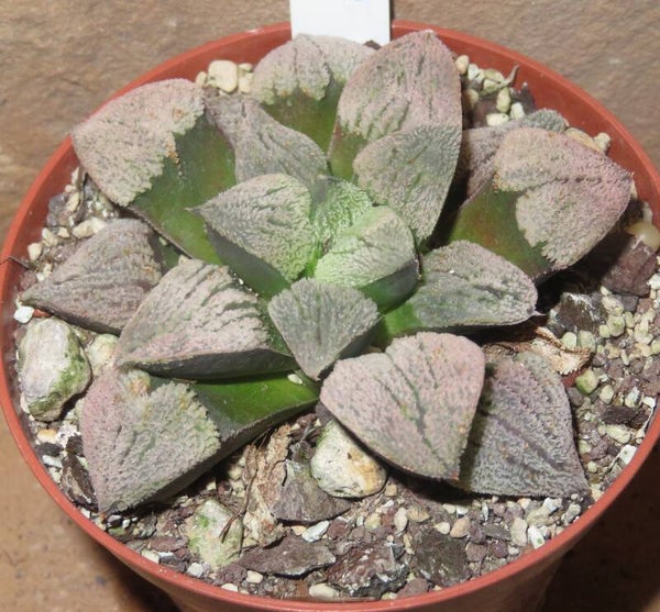 Haworthia pygmaea cv Snow White Große Pflanze