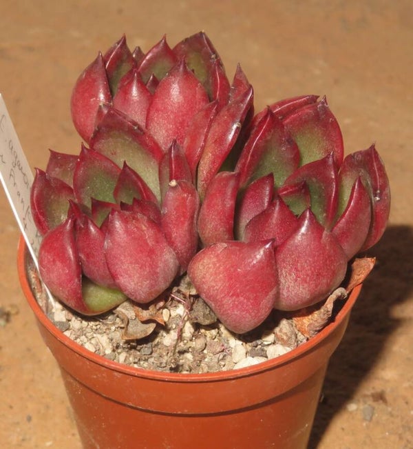 Echeveria agavoides cv Frank Reinelt - 2 Blätter / Blattstecklinge