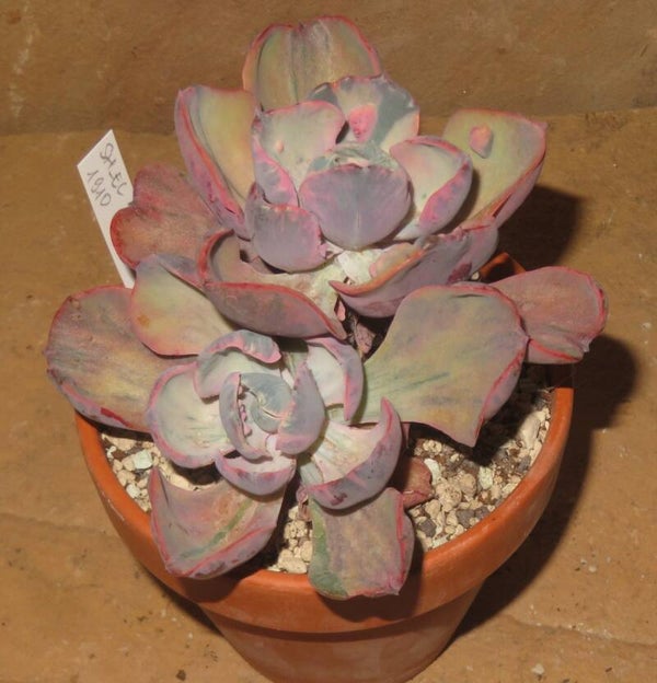 Echeveria cv Beyonce  Rainbow variegata