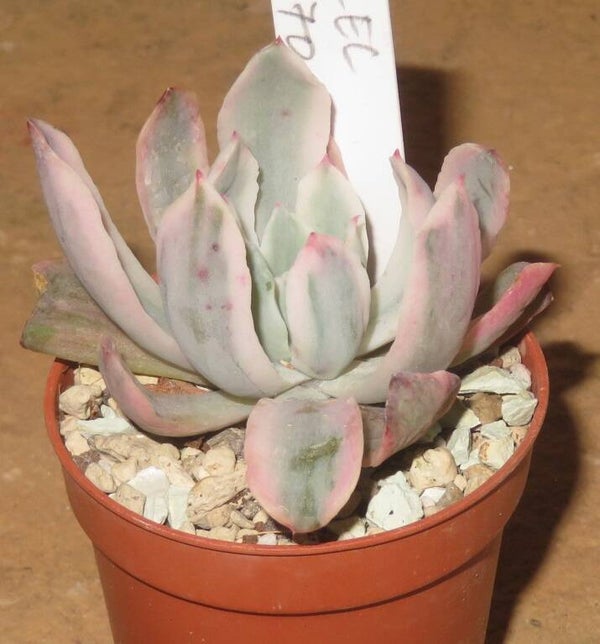 Echeveria cv Hoveyi variegata