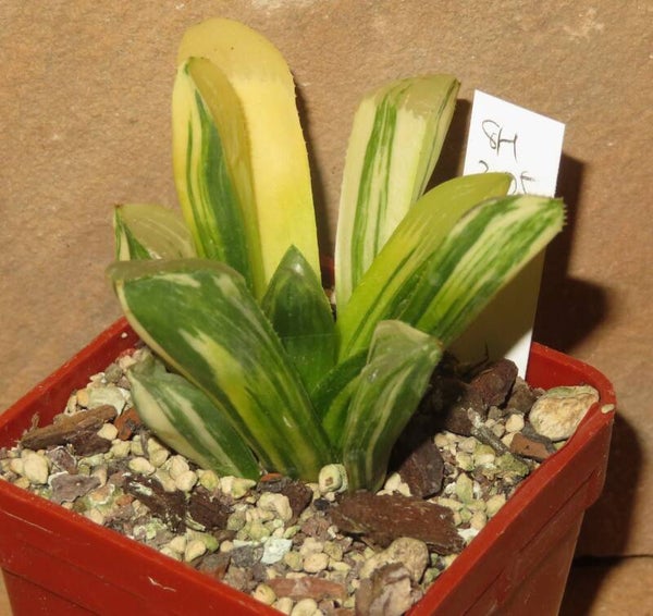 Haworthia heidelbergensis variegata