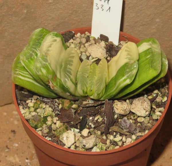 Haworthia truncata cv Lime Green variegata