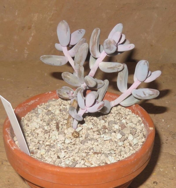 Sedum craigii
