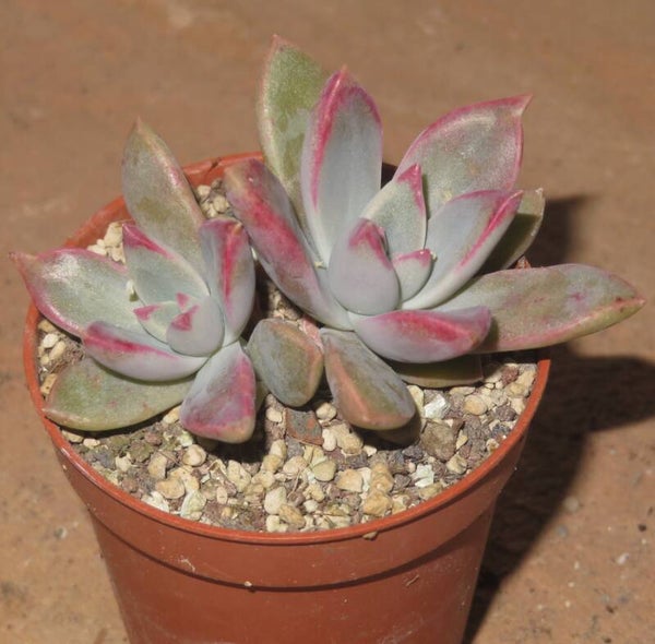Graptoveria cv Fairy Queen - 2 Blätter / Blattstecklinge