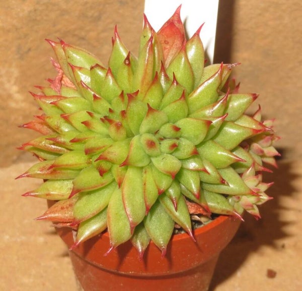 Echeveria agavoides cv RAIN STAR