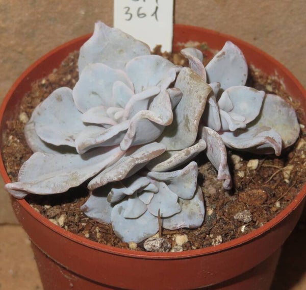 Echeveria cv Crispate Beauty