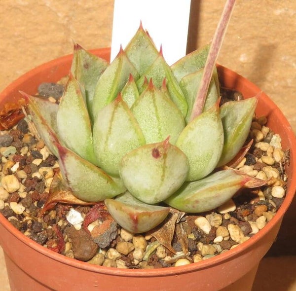 Echeveria turgida