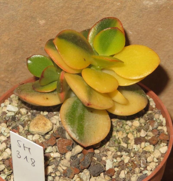 Crassula argentea cv Majiko Gorudo variegata