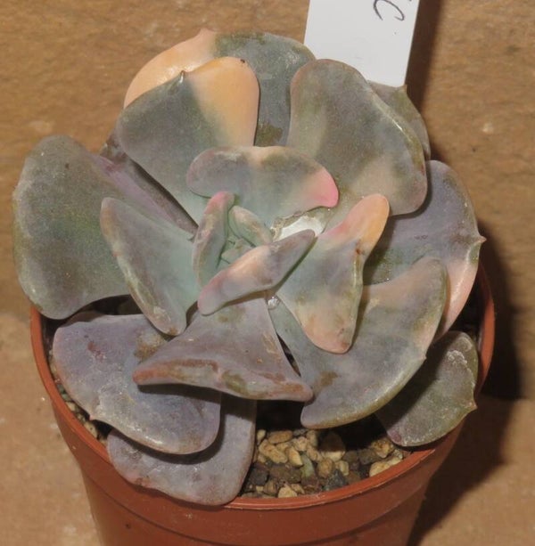 Echeveria cv Cubic Frost variegata