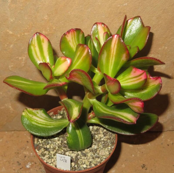 Crassula argentea cv Mikaeri Bijin variegata