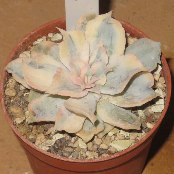 Echeveria lilacina variegata