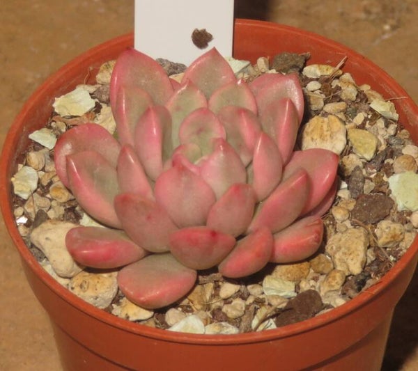 Graptoveria cv BASHFUL variegata