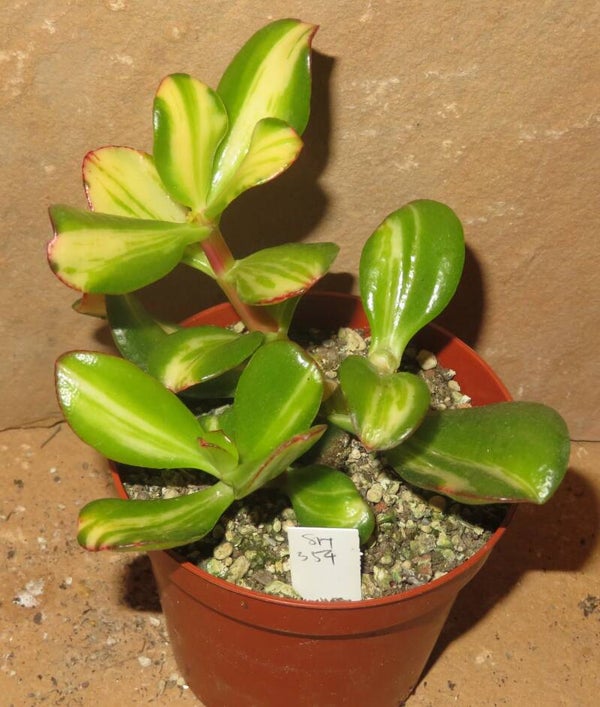 Crassula argentea cv Mikaeri Bijin variegata
