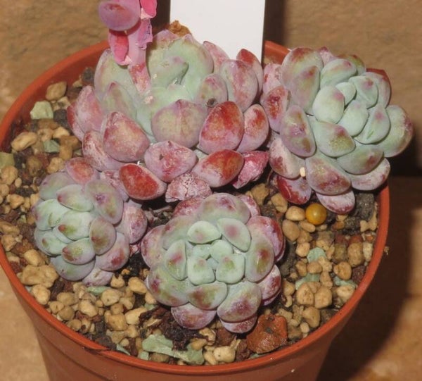 Echeveria amoena Perote