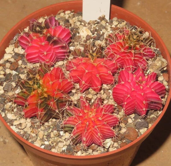 6x Gymnocalycium friedrichii cv LB2178 Hybrid variegata