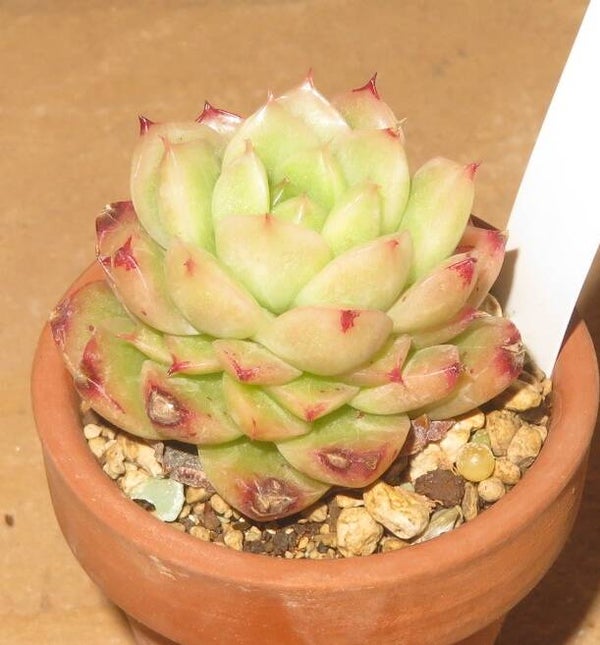 Echeveria cv Sugar Kiss New!!!