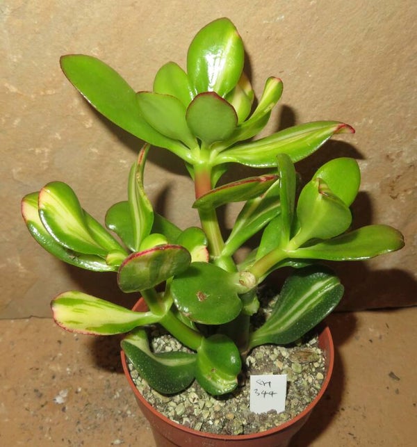 Crassula argentea cv Mikaeri Bijin variegata