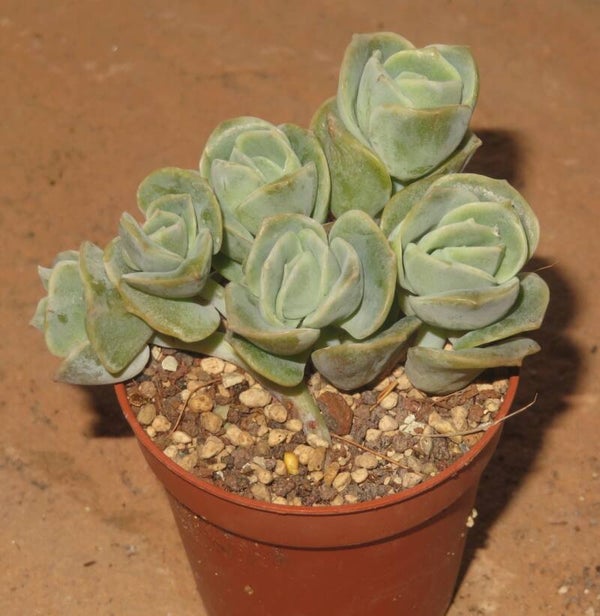 Echeveria cv Lovely Rose - 2 Blätter / Blattstecklinge