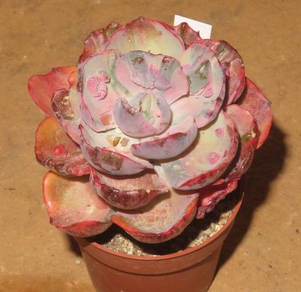 Echeveria cv Beyonce  Rainbow variegata