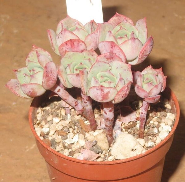 Echeveria cv Gloria - 2 Blätter / Blattstecklinge