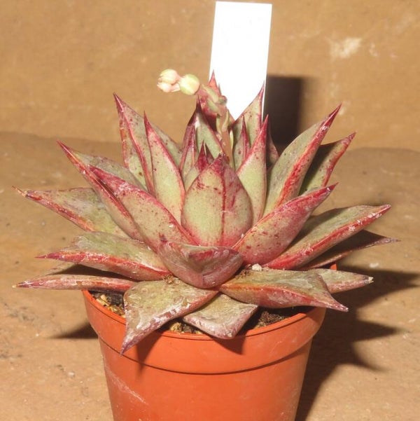 Echeveria cv Star Wars - 2 Blätter / Blattstecklinge