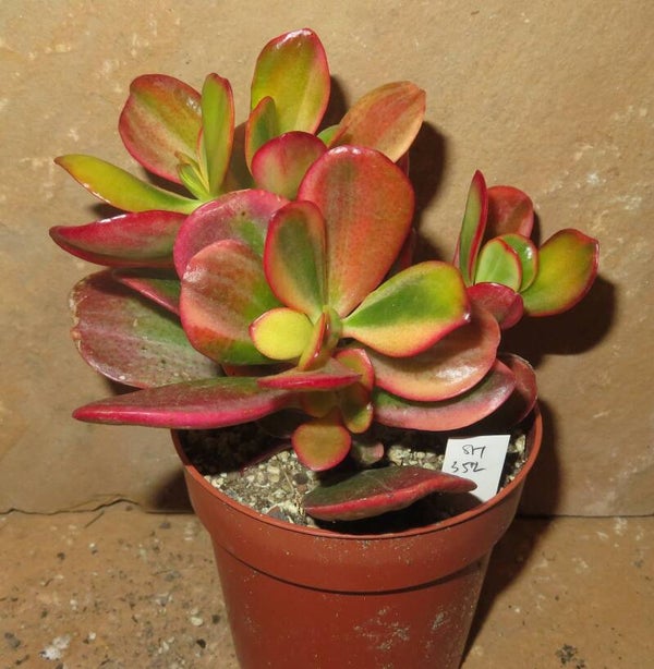 Crassula argentea cv Shinro Ryoko variegata