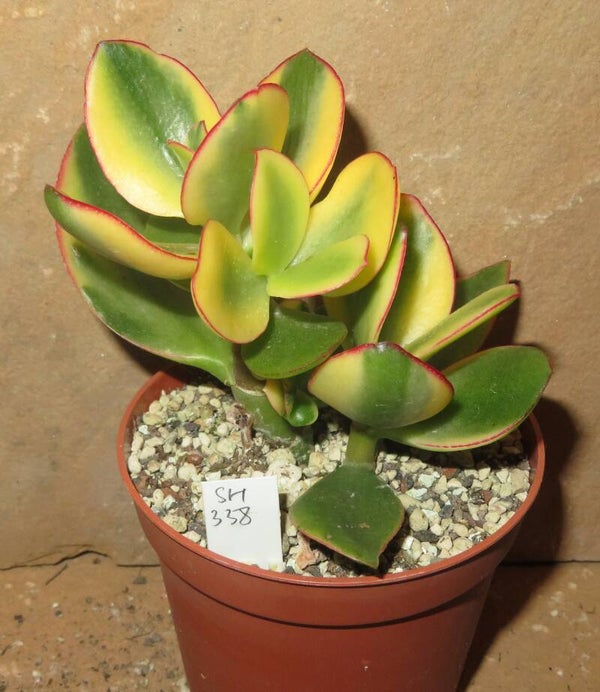 Crassula argentea cv Maruba Kagetsu variegata