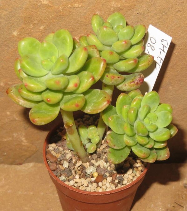 Echeveria cv Peridot  ( Echeveria x Sedum)