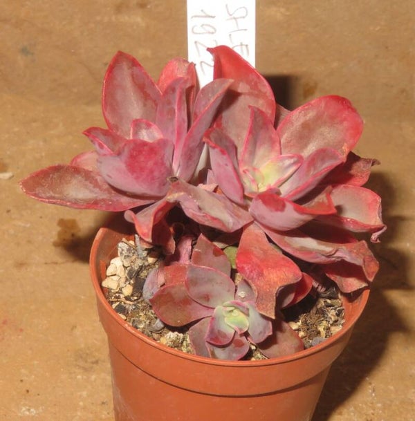 Echeveria cv Golden Tower