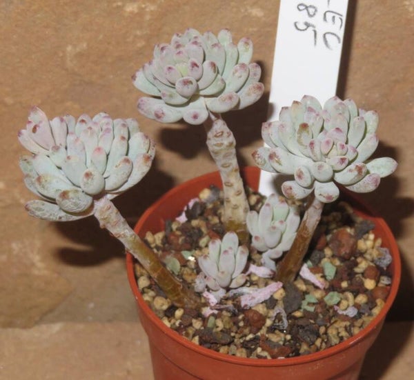 Graptopetalum pachyphyllum cv Bluebean