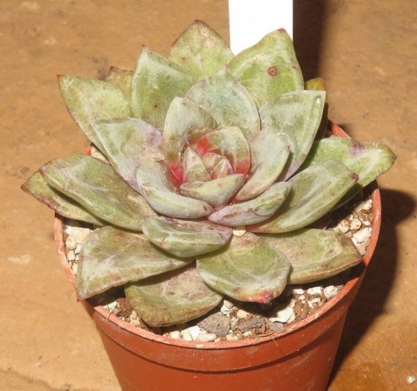 Echeveria cv German Champagne