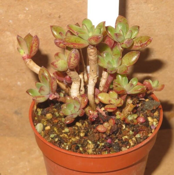 Echeveria ballsii