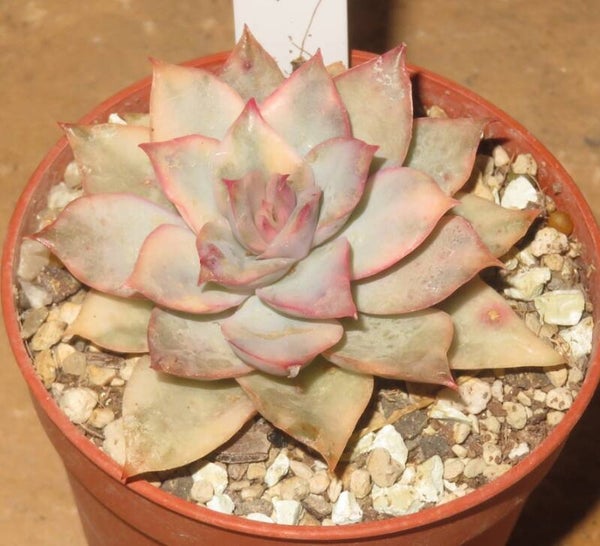 Echeveria cv Esther variegata