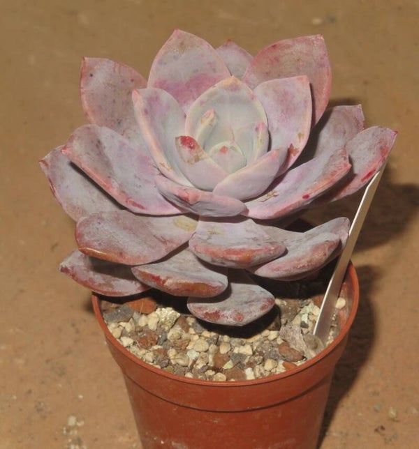 Echeveria cv Pink Heart - 2 Blätter / Blattstecklinge