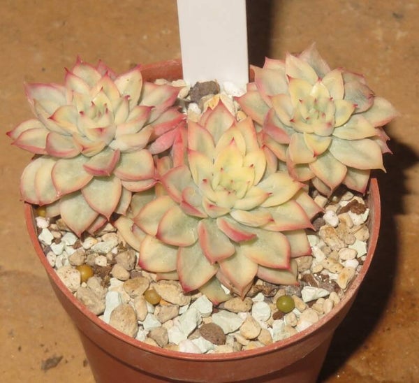 Echeveria cv Mebina variegata