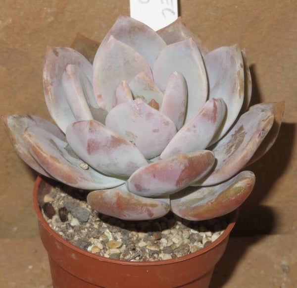 Echeveria cv Pink Heart