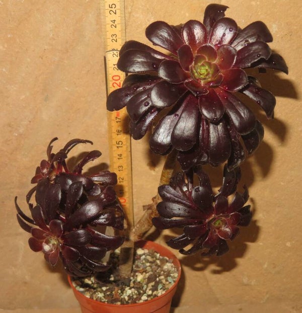 Aeonium arboreum 'Atropurpureum' SCHWARZKOPF