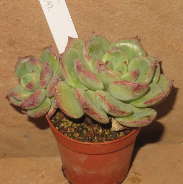 Echeveria cv Sensation