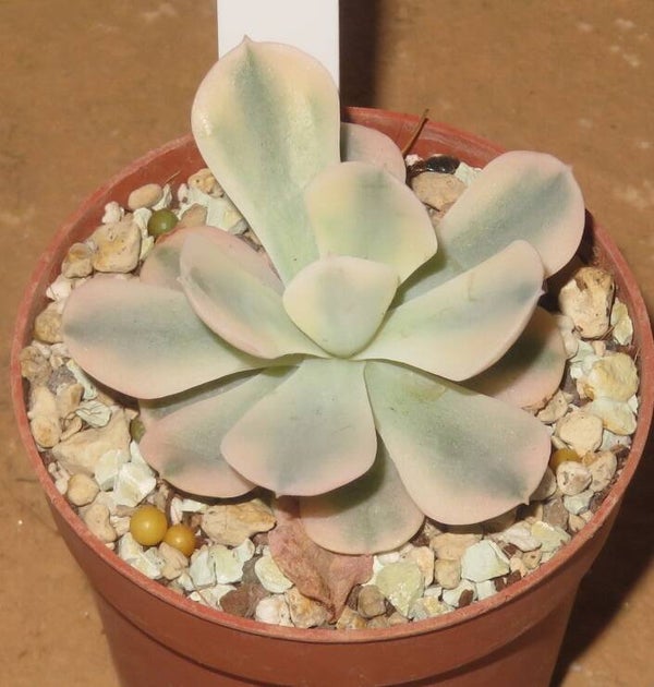 Echeveria runyonii 'AKAIHOSI' variegata