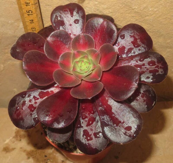Aeonium cv Kilimanjaro variegata