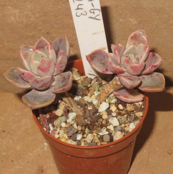 Echeveria cv Pretty in Pink