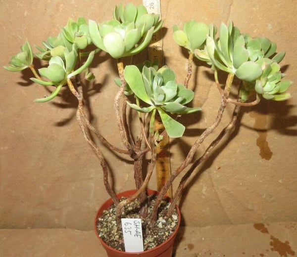 Aeonium castello-paivae