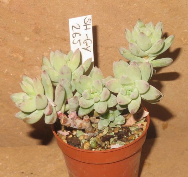 Sedeveria cv Silver Tower