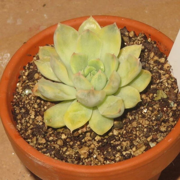 Echeveria pulidonis variegata