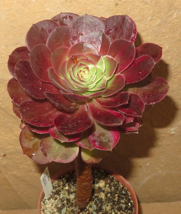 Aeonium cv Hallowen variegata