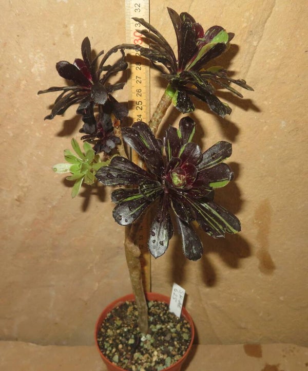 Aeonium cv Big Bang