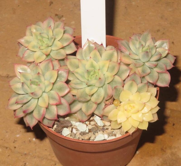 Echeveria cv Mebina variegata