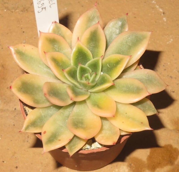 Echeveria agavoides cv Coffee variegata