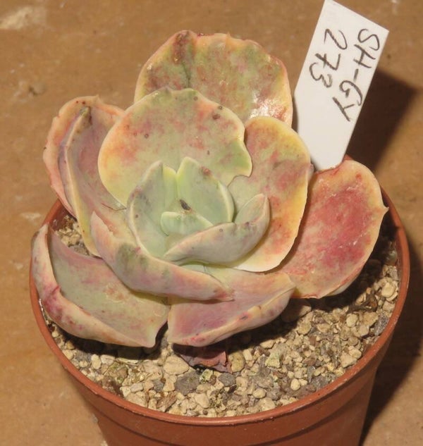 Echeveria cv Chantilly Mutation variegata