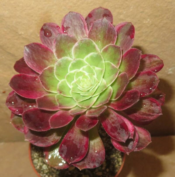 Aeonium cv Kaleidoscope variegata